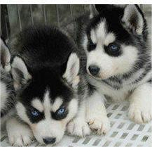 成都狗场直销幼犬一包纯种健康可送货一签活体协议 成都狗场直销幼犬一包纯种健康可送货一签活体协议