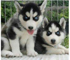 成都狗场直销幼犬一包纯种健康可送货一签活体协议 成都狗场直销幼犬一包纯种健康可送货一签活体协议