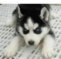 成都狗场直销幼犬一包纯种健康可送货一签活体协议 成都狗场直销幼犬一包纯种健康可送货一签活体协议