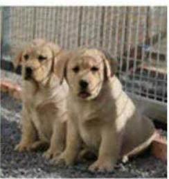 成都总狗场丨直销各种世界名犬丨联合平安保险丨签协议包纯种健康 成都总狗场丨直销各种世界名犬丨联合平安保险丨签协议包纯种健康