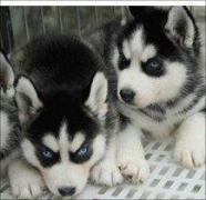 成都狗场直销幼犬一包纯种健康可送货一签活体协议