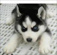 成都狗场直销幼犬一包纯种健康可送货一签活体协议