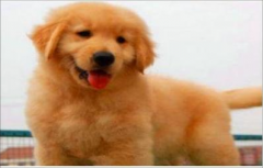 本地犬直销丨六百一只丨上门优惠送用品丨品种齐全丨包活包健康丨