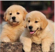 成都本地犬舍直销各种世界名犬一无中介一包纯种健康签活体协议上