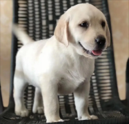 纯种奶白色拉布拉多 大型犬 宠物狗 狗狗 家养黑色拉布拉多 