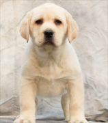 纯种奶白色拉布拉多 大型犬 宠物狗 狗狗 家养黑色拉布拉多 