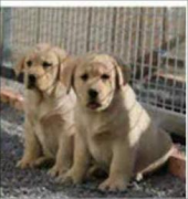 成都总狗场丨直销各种世界名犬丨联合平安保险丨签协议包纯种健康 成都总狗场丨直销各种世界名犬丨联合平安保险丨签协议包纯种健康