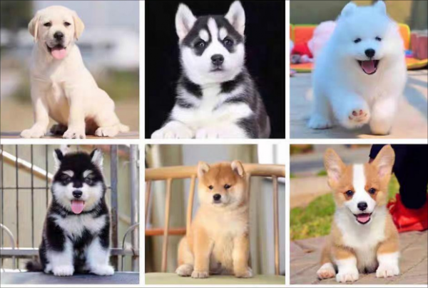 成都犬直销丨六百一只丨上门优惠送用品丨品种齐全丨包活包健康丨 成都犬直销丨六百一只丨上门优惠送用品丨品种齐全丨包活包健康丨