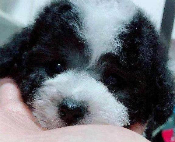 微小萌萌哒灰白花泰迪 灰色泰迪幼犬 小型宠物犬 微小萌萌哒灰白花泰迪 灰色泰迪幼犬 小型宠物犬