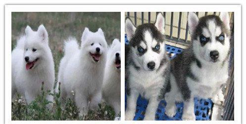 成都本地狗场品种齐全【上门八百一只】可送货上门货到付款养死包 成都本地狗场品种齐全【上门八百一只】可送货上门货到付款养死包