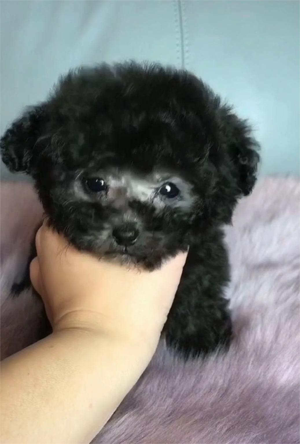 极品茶杯体娃娃脸浅灰色泰迪 短嘴小卷毛 极品茶杯体娃娃脸浅灰色泰迪 短嘴小卷毛