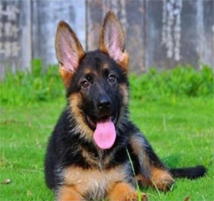 纯种霸气威武德牧幼犬出售 服从性强 品相好品种纯正 纯种霸气威武德牧幼犬出售 服从性强 品相好品种纯正