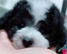 微小萌萌哒灰白花泰迪 灰色泰迪幼犬 小型宠物犬