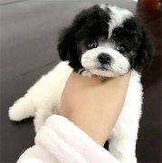 微小萌萌哒灰白花泰迪 灰色泰迪幼犬 小型宠物犬 微小萌萌哒灰白花泰迪 灰色泰迪幼犬 小型宠物犬