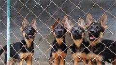 纯种霸气威武德牧幼犬出售 服从性强 品相好品种纯正