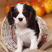 纯种查理王幼犬 保纯种健康