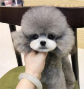 自家泰迪熊宠物狗出售狗狗转让可上门签协议纯种保健康