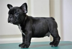 专业繁育纯种双血统法斗幼犬 奶油黑白花蓝牛 疫苗全