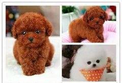 自家精品棉花糖发比熊 大毛量 无泪痕 自家精品棉花糖发比熊 大毛量 无泪痕